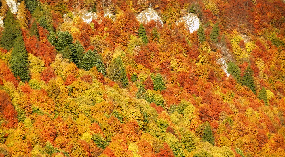 Foliage sul Monte Baldo